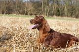 SETTER IRLANDAIS 379